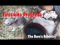 First Kits Progress | Tito Bern's Rabbitry