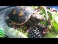 jimmy t and tortaly may 2020 lake worth fl   snack time   first blackberry 5