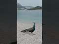 #shorts #shortsbeta #peacock #beautiful #sea #river #ocean #bluewater #birds #parrot #cute #trending