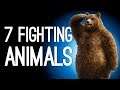 7 Animals Who Snuck Into Human Fighting Tournaments