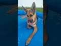 GSD Chillin' in the Pool #short