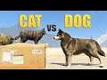 GTA V - CAT vs DOG