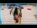 Your Life Will Be More Perfect With 4-Legged Friends - Funny PET Videos