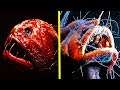 Top 10 Most Unusual Deep Sea Creatures (Ocean Life & Fish)