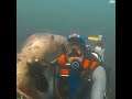 A seal interacting with a diver | #seals