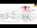 How Bacteria's Can Be Killed? Part - 1 Clostridium Tetani