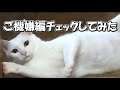 【猫動画】気分屋おはんちゃん