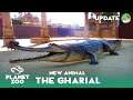The Gharial - Planet Zoo new Animal - New Footage