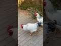 #Shorts #shortsbeta #hen #hens #rooster #birds #animals #eggs #male #female #viral #video #chicks