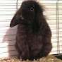 little game rabbit