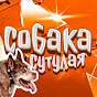 собака сутулая 