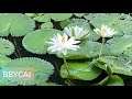 lovely water lily flower
