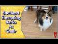 #shorts Dog Barks At Chair || Shetland Sheepdog Playtime