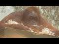 Twycross Zoo - Orangutan