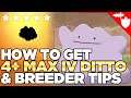 How to Get a 4+ MAX IV Ditto Location, & THE BEST Egg-Hatching Method in Pokemon Sword & Shield