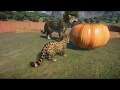 Planet Zoo (PC)(English) #91 6 Minutes of Jaguar (South America DLC)