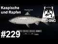 Kaspische Forelle und Rapfen am Achtuba 🎣🐋 | Russian Fishing 4 #229 | Deutsch | UwF