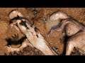 Aventura do Tenontossauro + Camuflagem de Lama! O Utahraptor na Espreita | The Isle Evrima | (PT/BR)