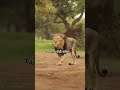 Real Life Lion Shayari Status 🤯 Real Lion Short Status Video 😱 Real शेर 😈😈