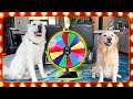 THE DOG GAME SHOW! (You won't believe what happened..)