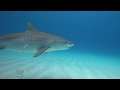 Tigerhai Privat - Wusstest Du, dass auch Haie nießen?