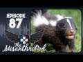 The MisanthroPod: Episode 87 - Skunks Need to be Better at Melee Combat
