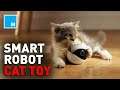 Your Cat's New BEST FRIEND Is A ROBOT | [FUTURE BLINK]