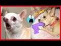 Do You Need A Good Laugh? Watch These Pets, That's All 😍 - Top Funny Pet Videos