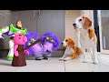 More funny Real Life Animation vs Funny Dogs!