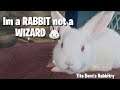 You're a wizard Harry.. 🤣🤣 | Tito Bern's Rabbitry