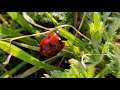 Ladybug walking through Grass (4K, 60FPS)