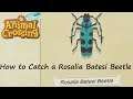 Animal Crossing: New Horizons - How to Catch a Rosalia Batesi Beetle