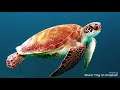 How Turtles Refuse To Get Salty | Science in 90 Seconds