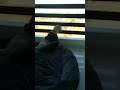 lebra dog puppy play in balcony