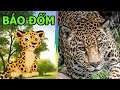 Mình Sở Hữu Cặp Báo Đốm Cực Đẹp Và Chú Báo Con Cute - Thế Giới Động Vật - Planet Zoo - Top Game PC